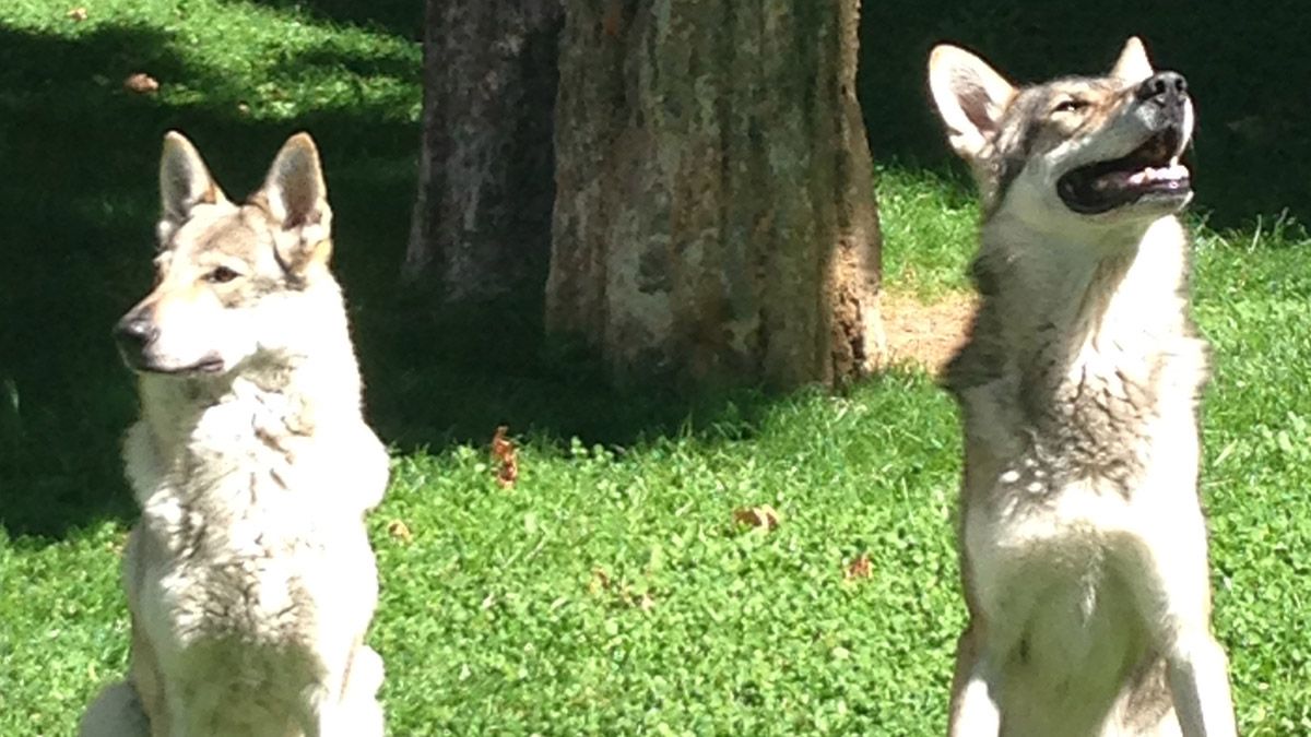 Yvain y Laya, dos perros lobos checoslovacos, dos campeones de España, ayer en el Parque Josefina Aldecoa de La Robla "sociabilizándose".