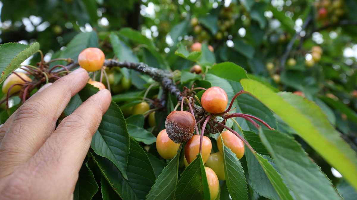 Algunos daños en las cerezas bercianas.