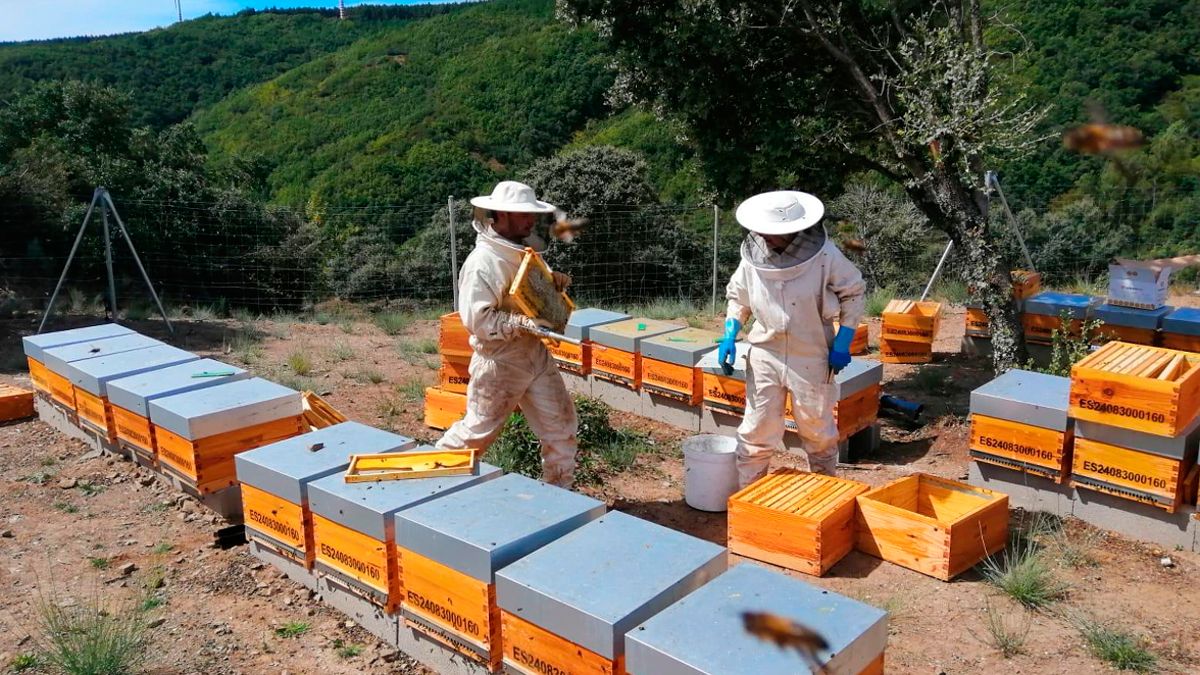 Trabajo en las colmenas actualmente activas en Almagarinos. | L.N.C.