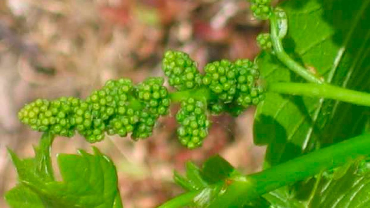 Racimo de uva mencía en el estado actual, proclive al mildiu. | ESTACIÓN DE AVISOS