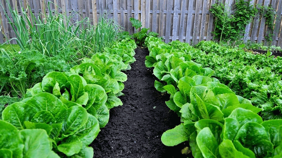 Formará en la plantación de cultivos de huerta.