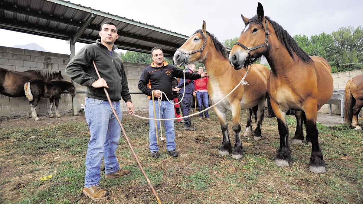 Esta edición ha contado con doscientos ejemplares en concurso de 40 ganaderías. | DANIEL MARTÍN
