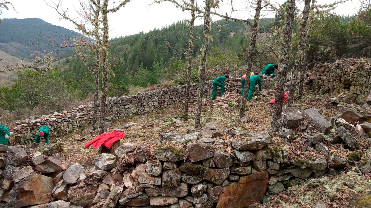 Trabajo de los alumnos en los cortines y montes de Sancedo.