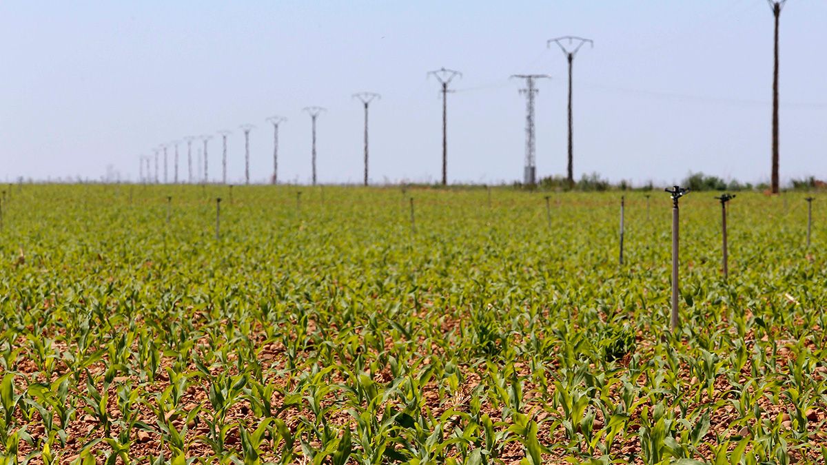 Cultivo de maíz en la provincia de León. | ICAL