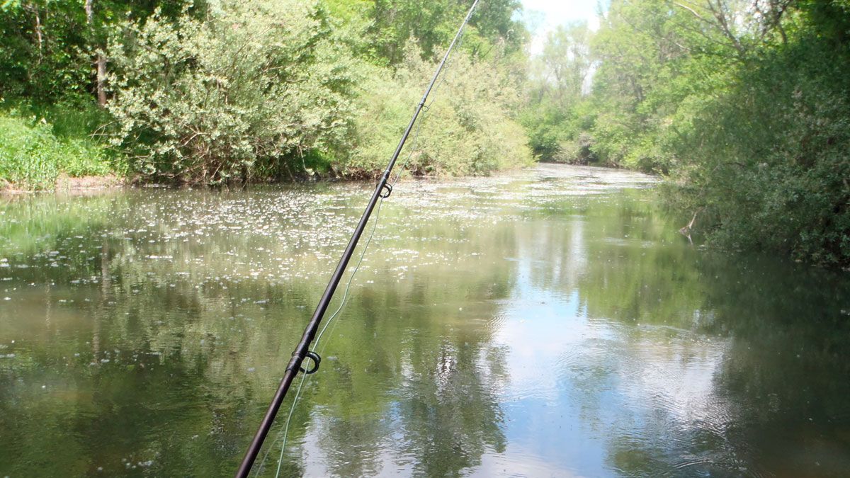Los vilanos de los chopos dificultan la pesca en superficie. | R.P.N. Los vilanos de los chopos dificultan la pesca en superficie. | R.P.N.