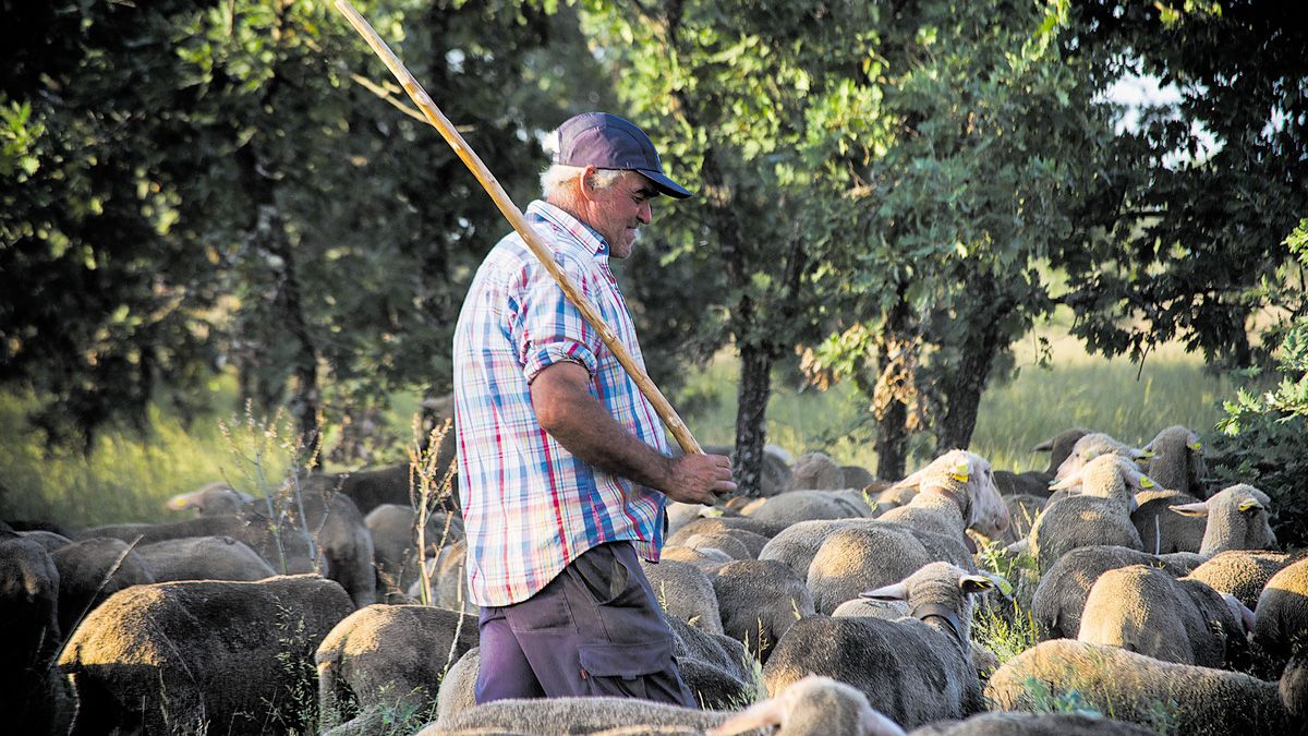 El veterano y experimentado pastor Paco Morgado a su llegada a tierras leonesas desde Extremadura el sábado, con cerca de 1400 ovejas. | MAURICIO PEÑA