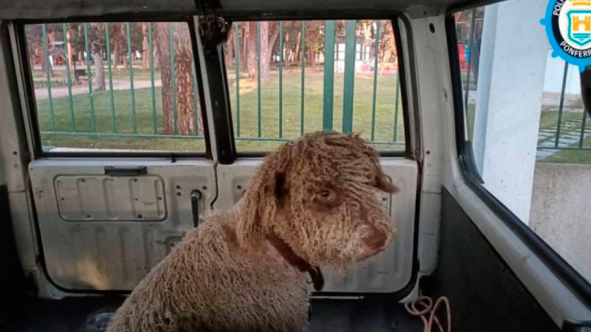 La Policía Municipal ha colgado en las redes al perro que tuvo que custodiar tras la detención. | POLICíA MUNICIPAL