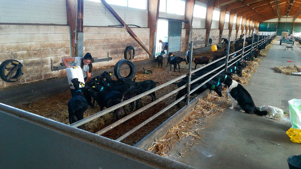 Jennifer Rey colocando uno de los ‘juguetes’ que diseñó para su TFG de Veterinaria en una granja de cabras. | L.N.C.