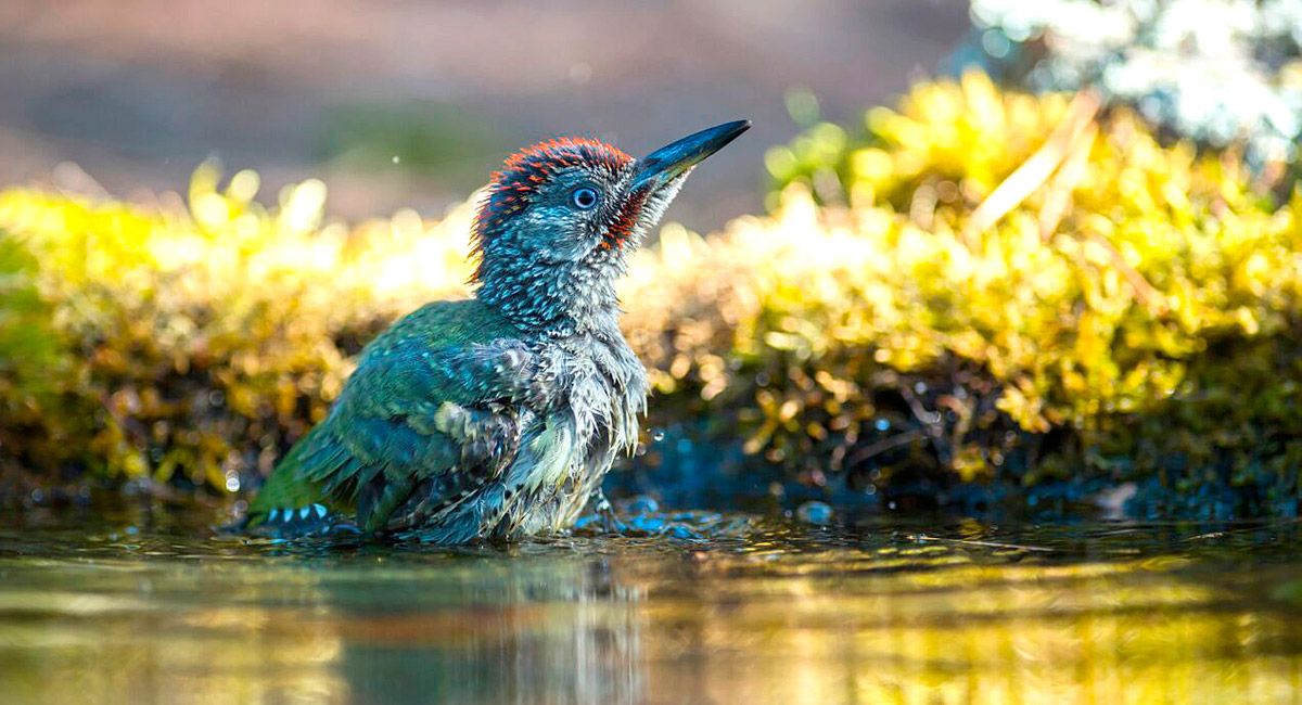 Los pájaros carpinteros son aves de medio tamaño fáciles de ver, como este ejemplar de pito real. | JAVIER VALLADARES