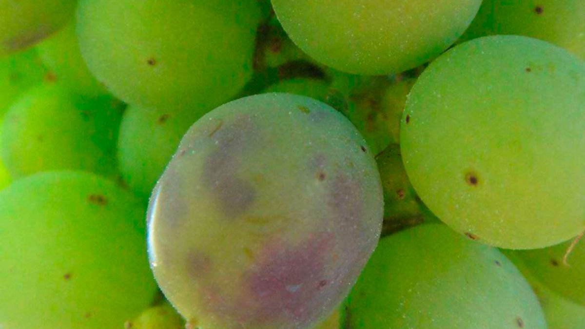 Uvas afectadas por el mildiu. | ESTACIÓN DE AVISOS