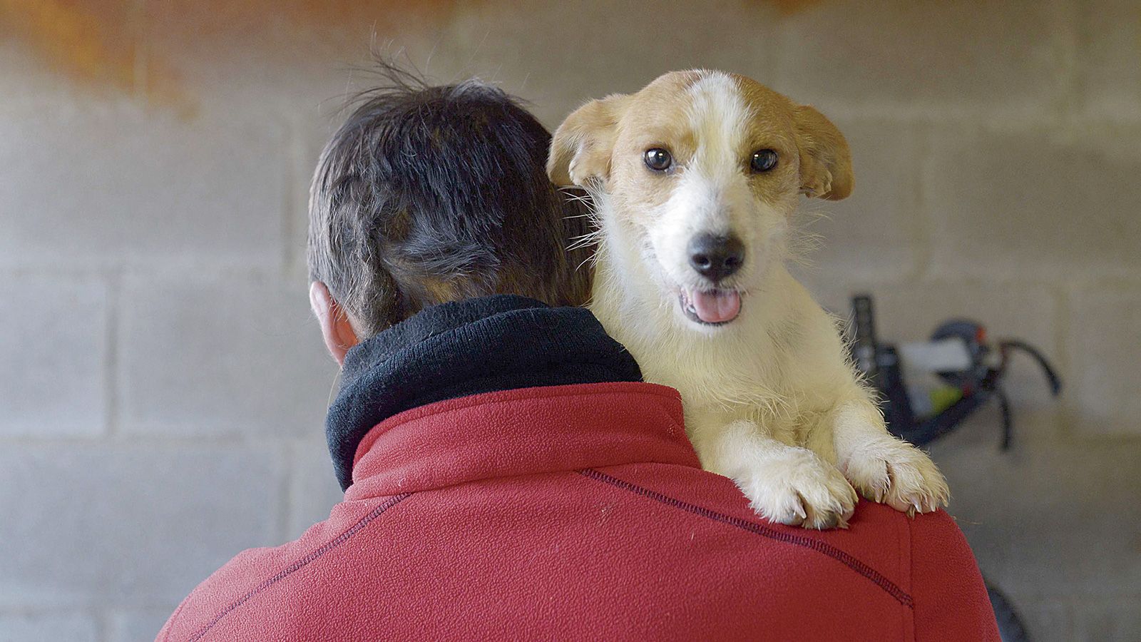 Imagen de archivo de un perro. | MAURICIO PEÑA