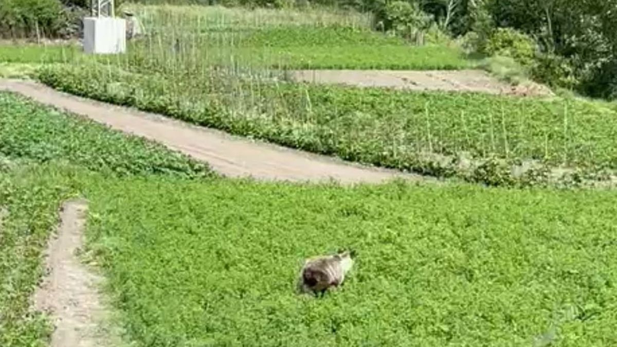 Aunque tiene poca resolución, la imagen del oso en las huertas de Palacios difundida por los vecinos,  no deja de ser realmente llamativa.