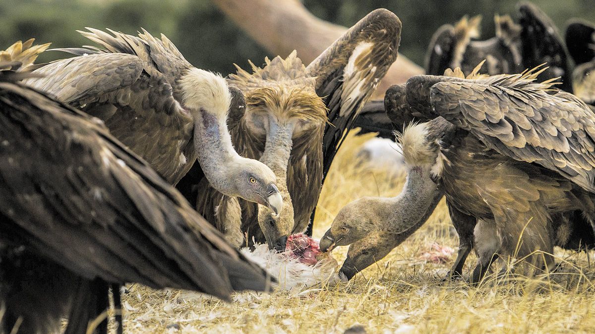 La protección para la alimentación de aves carroñeras llega a un tercio ...