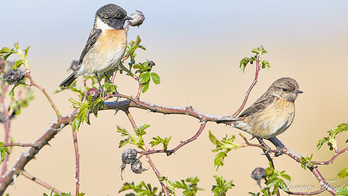 pajaros-lorenzo-tascon-01082021.jpg