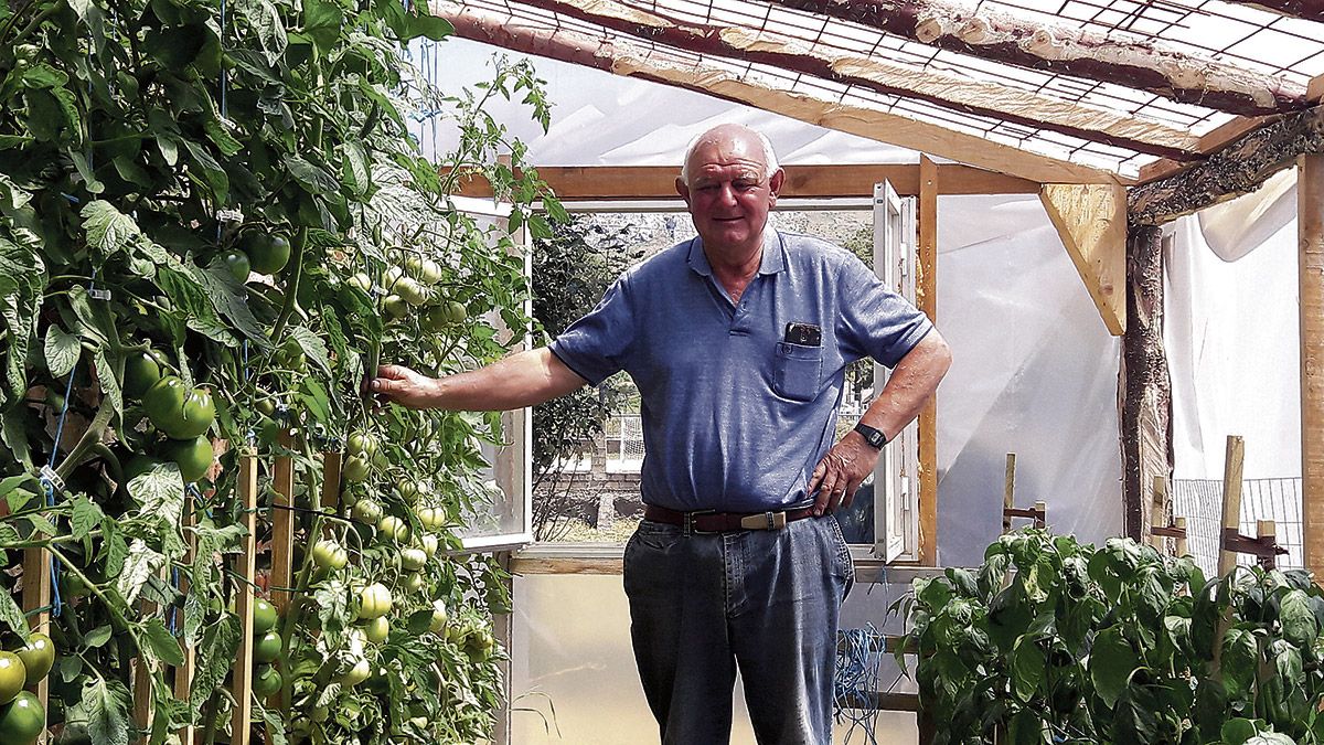 Raúl Pérez, ya recuperado de las largas noches sin dormir, cuidando de los tomates de su invernadero en Villamanín. | F. FERNÁNDEZ