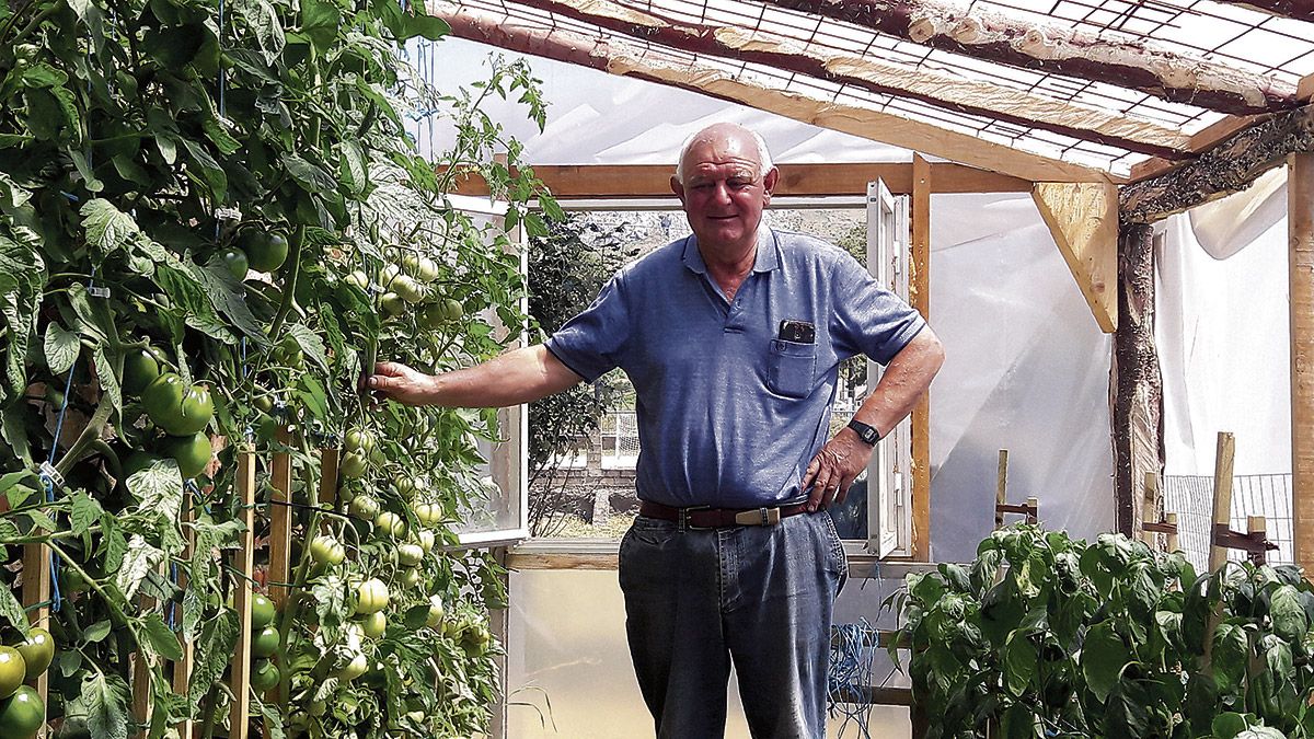 Raúl Pérez, ya recuperado de las largas noches sin dormir, cuidando de los tomates de su invernadero en Villamanín. | F. FERNÁNDEZ Raúl Pérez, ya recuperado de las largas noches sin dormir, cuidando de los tomates de su invernadero en Villamanín. | F. FERNÁNDEZ