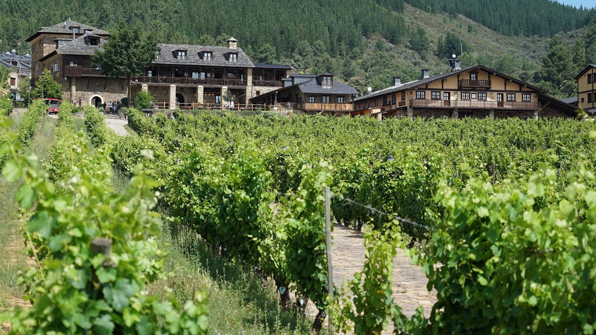 Viñedos del Palacio de Canedo, la finca de Prada A Tope. | PAT