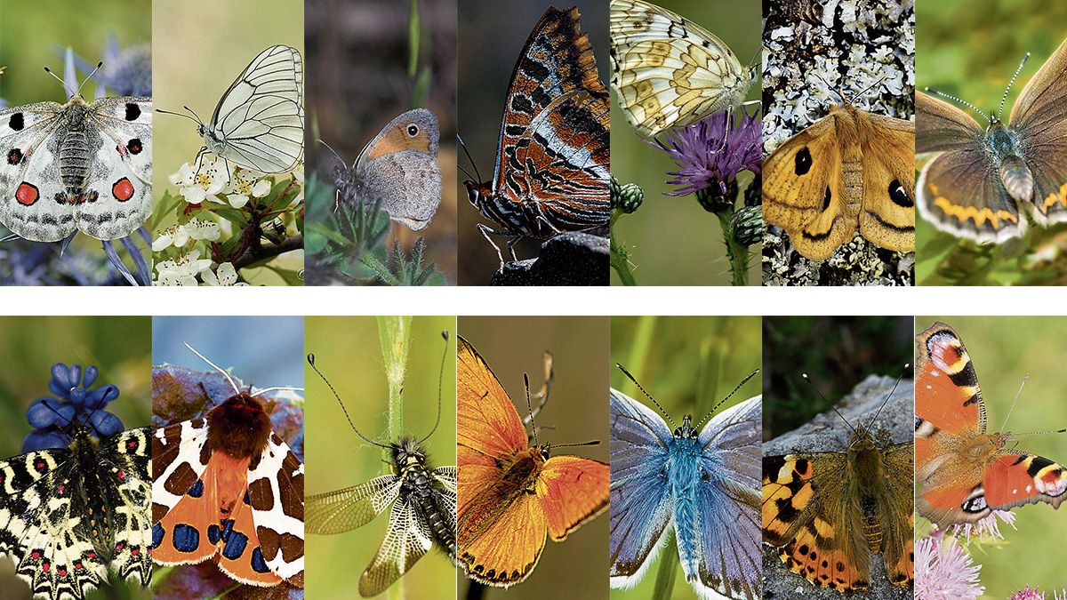 mariposas-flora-y-fauna-de-leon.jpg