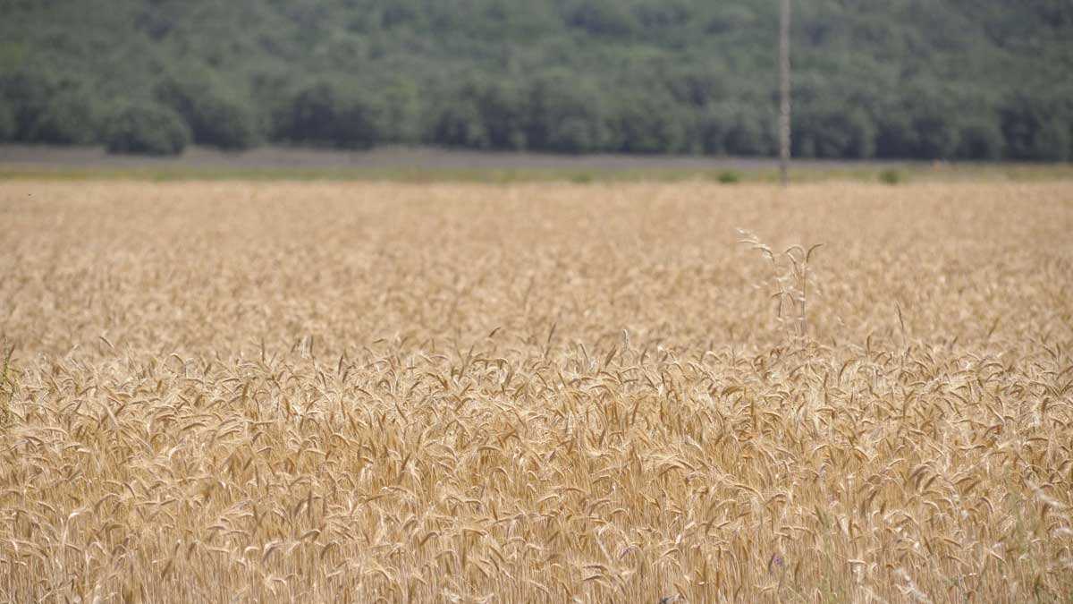 Foto de archivo de un cultivo de cereal de León. | DANIEL MARTÍN