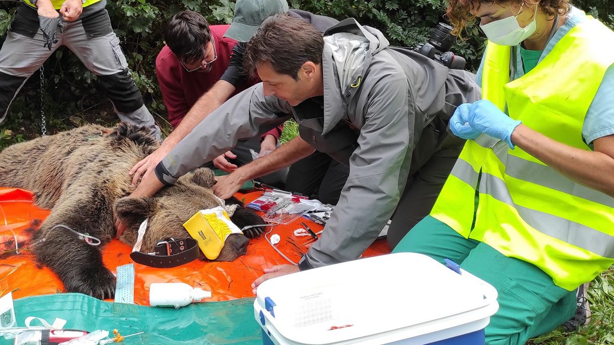 El equipo de especialistas veterinarios, en las tareas de análisis de la osa capturada para su marcaje. | JCYL