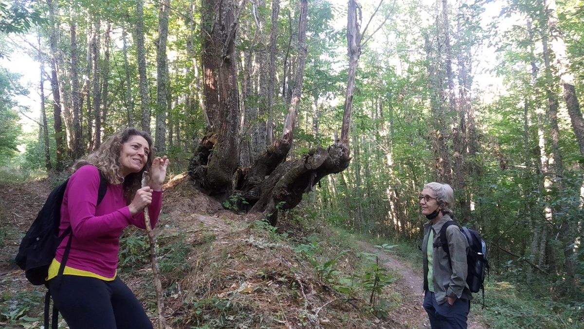 Uno de los baños de bosque dirigido por Merche Palomino.| MAR IGLESIAS Uno de los baños de bosque dirigido por Merche Palomino.| MAR IGLESIAS