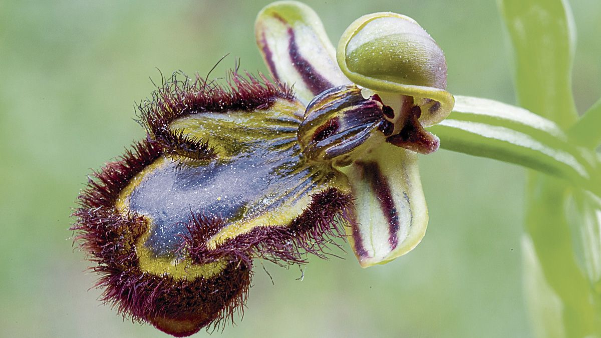 orquidea-lorenzo-tascon-19092021.jpg