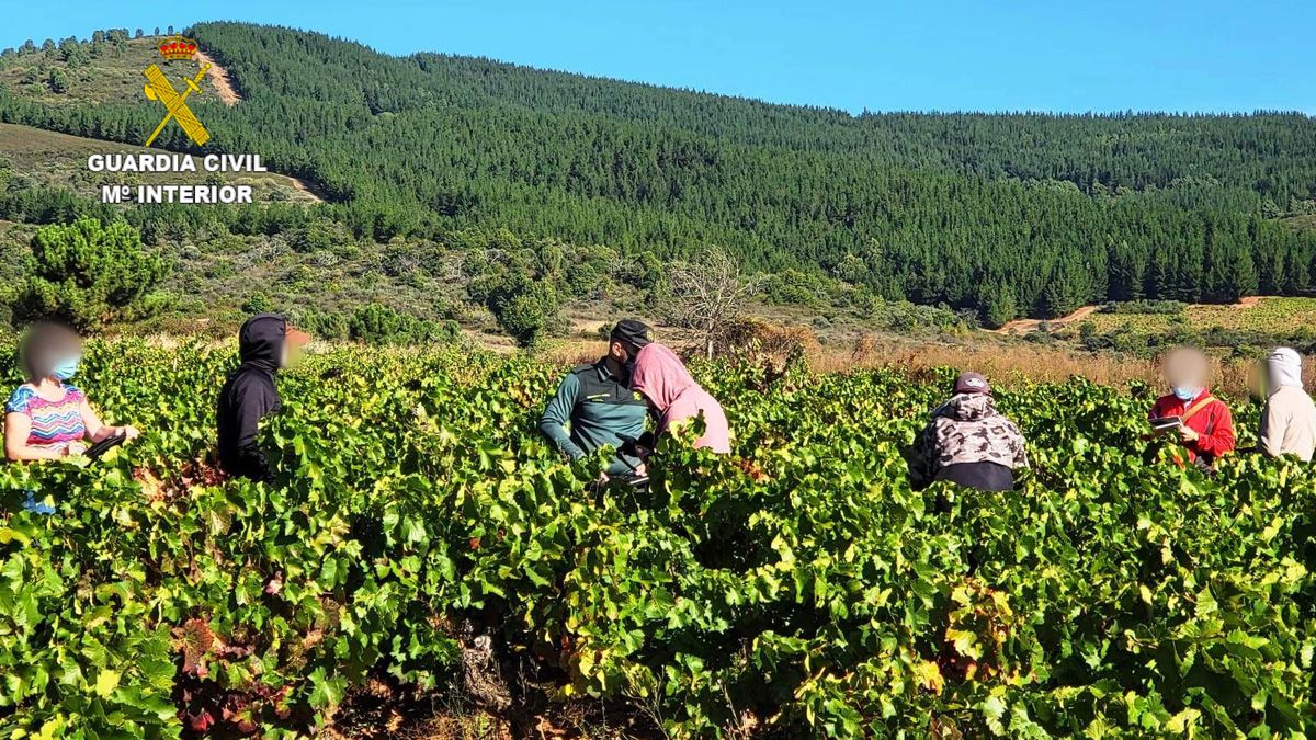 Agentes de la Guardia Civil, en el control de una plantación.