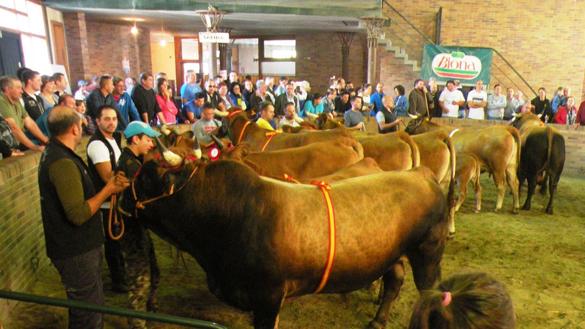 El recinto ferial Las Rozas de Villablino acoge el Certamen Provincial Asturiana de los Valles. | ESTEFANÍA NIÑO