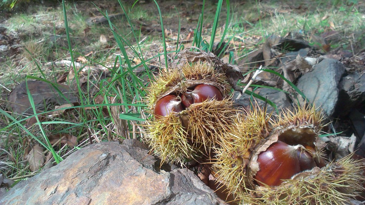 Los sotos de castaños en el Bierzo son una gran  fuente de riqueza en el medio rural.| D.M.