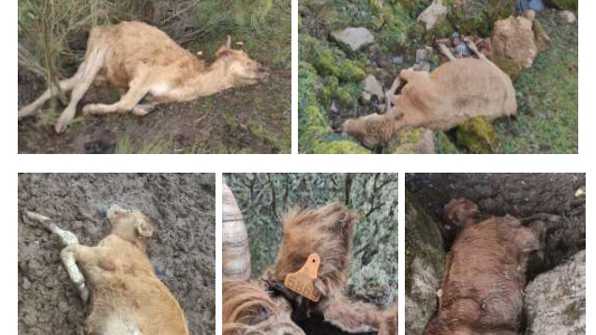 Imágenes remitidas por la Junta Vecinal de animales muertos en los montes de la zona.
