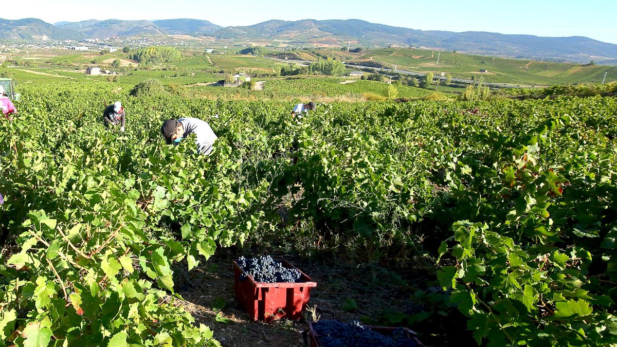 Una jornada de vendimia en la DO Bierzo. | César Sánchez (Ical)