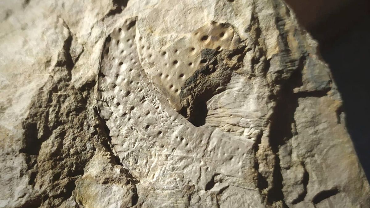 Imagen del Aula Paleobotánica de Fabero de la pieza de Arthopleura armata encontrada en los pasados días. | FOTO: José Angles Correa