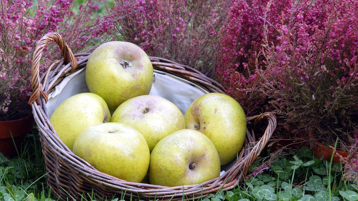 Las manzanas crecieron menos que las peras, pero su calidad también es muy alta. | ICAL