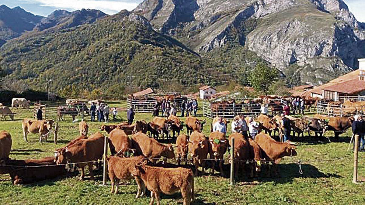 Vuelve la Feria tradicional y concurso ganadero a Sajambre. | L.N.C.