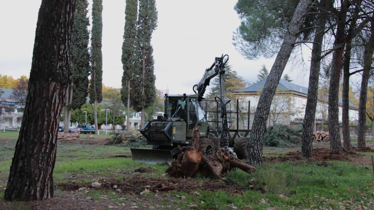Pinos de gran envergadura en mal estado están siendo retirados de la parcela. Pinos de gran envergadura en mal estado están siendo retirados de la parcela.