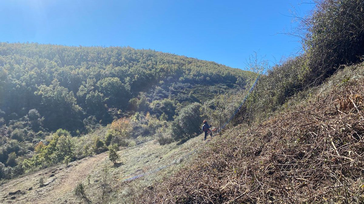 Actuaciones del Cesefor en este proyecto. Actuaciones del Cesefor en este proyecto.