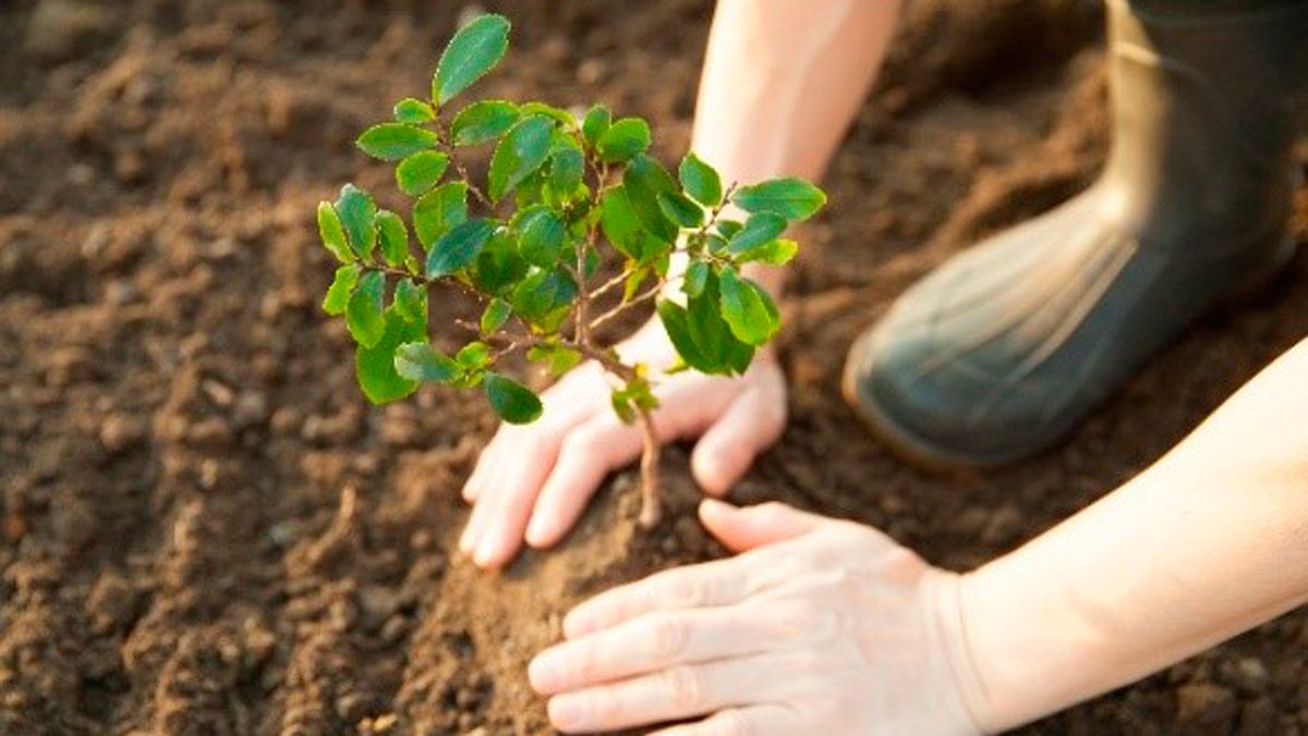 reforestacion-castrocontrigo-11112021.jpg