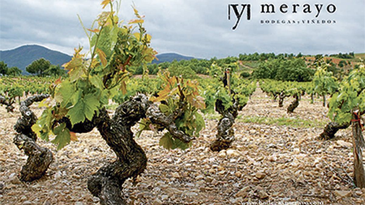 La bodega se instala en la propiedad familiar de la Finca Miralmonte, en la comarca berciana. | L.N.C.