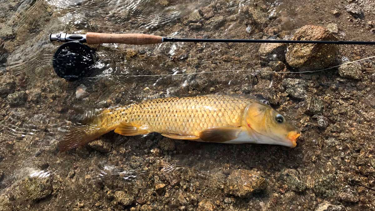 Pescando barbos a mosca seca. | R.P.N.