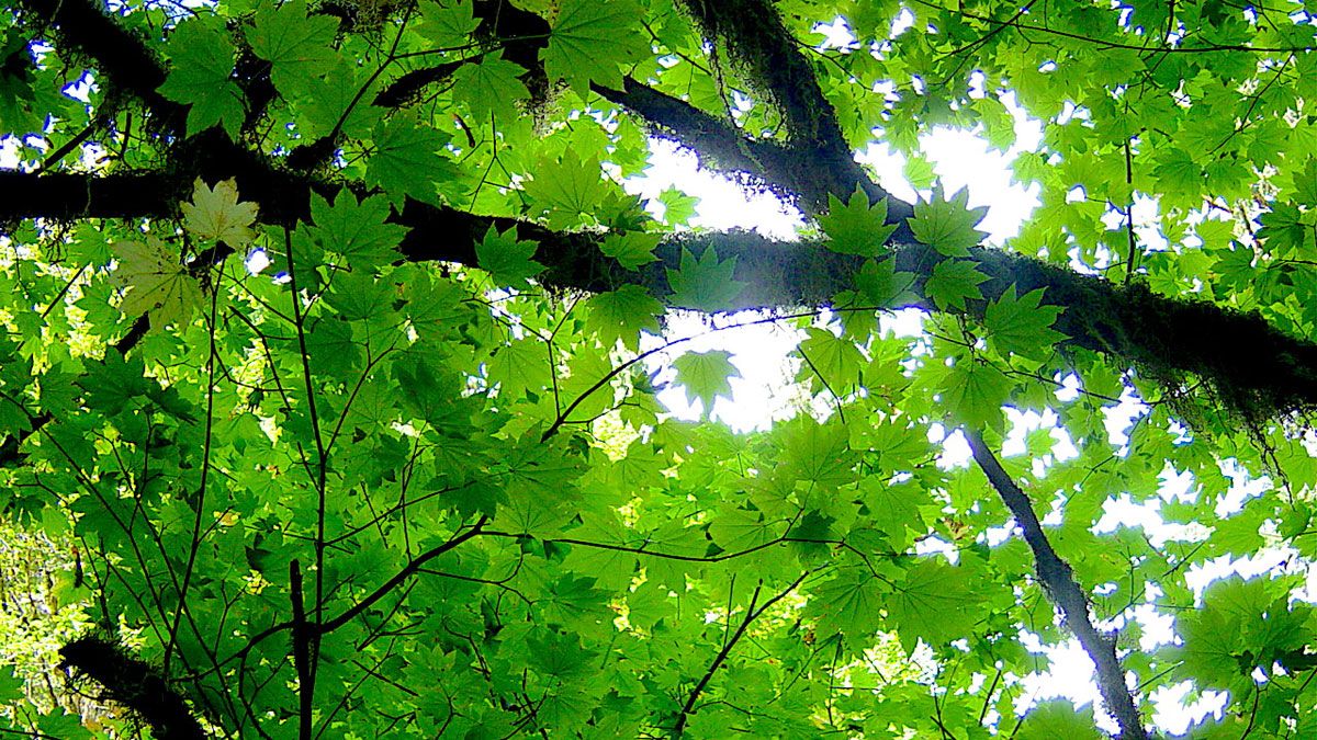 El bando recuerda la obligación de los propietarios de realizar esta actividad.