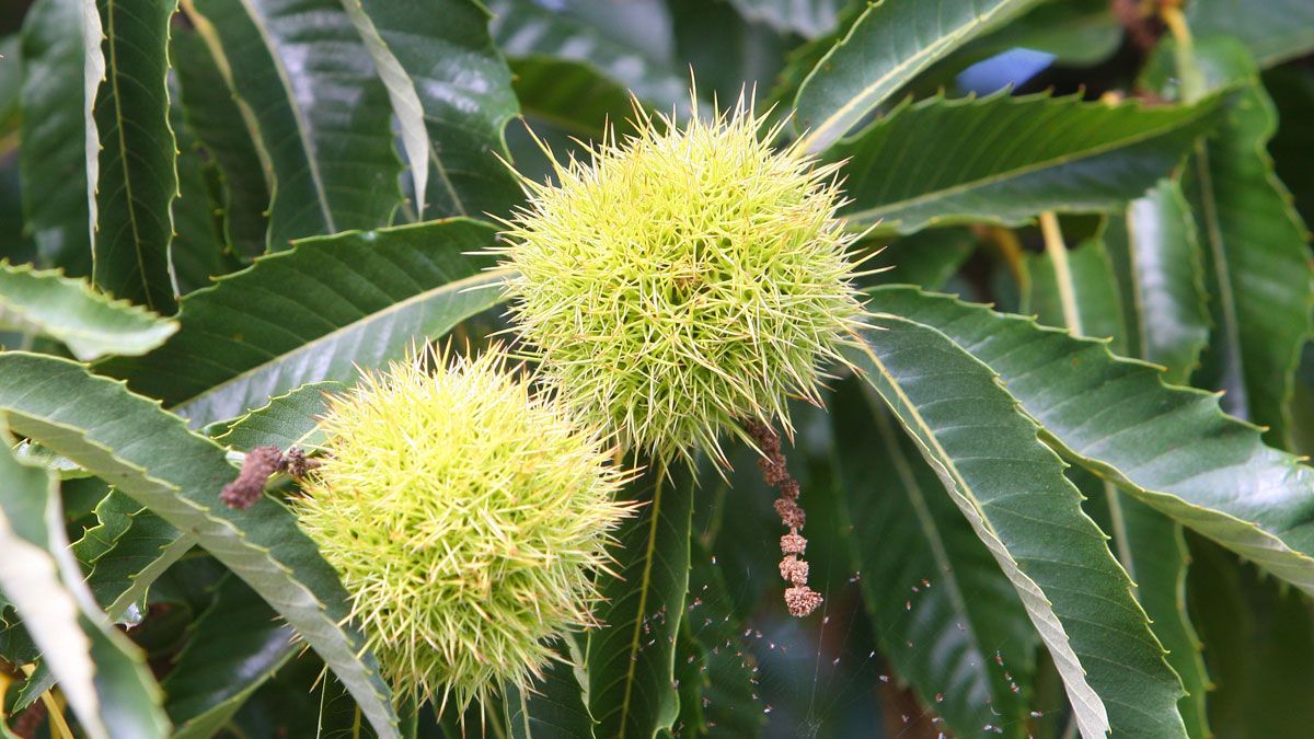 Erizos de castaña del Bierzo, en una imagen de archivo. | César Sánchez (Ical)