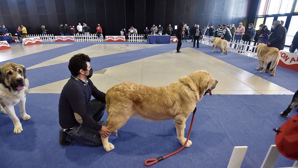 Uno de los desfiles monográficos celebrados en la Exposición Internacional Canina de León este domingo. | REPORTAJE GRÁFICO: SAÚL ARÉN