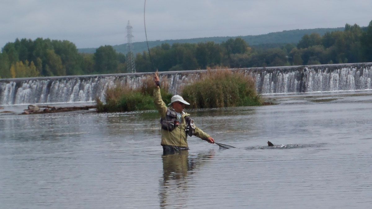 Pescador cobrando una trucha en el coto de Gradefes, río Esla. | R.P.N. Pescador cobrando una trucha en el coto de Gradefes, río Esla. | R.P.N.