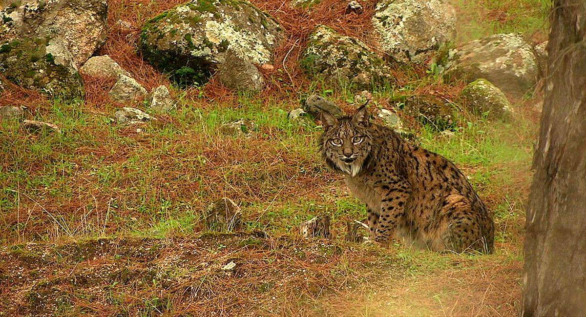 Cristal, el ejemplar de lince protagonista del documental de Arturo Menor ‘Wilmed. El último bosque mediterráneo’.