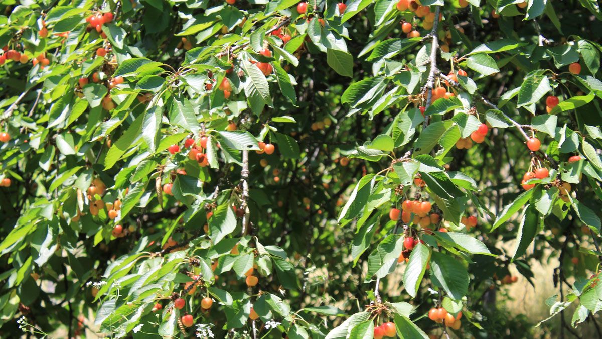 La ABA ofrece un curso para dar a conocer el cerezo berciano. | MAR IGLESIAS