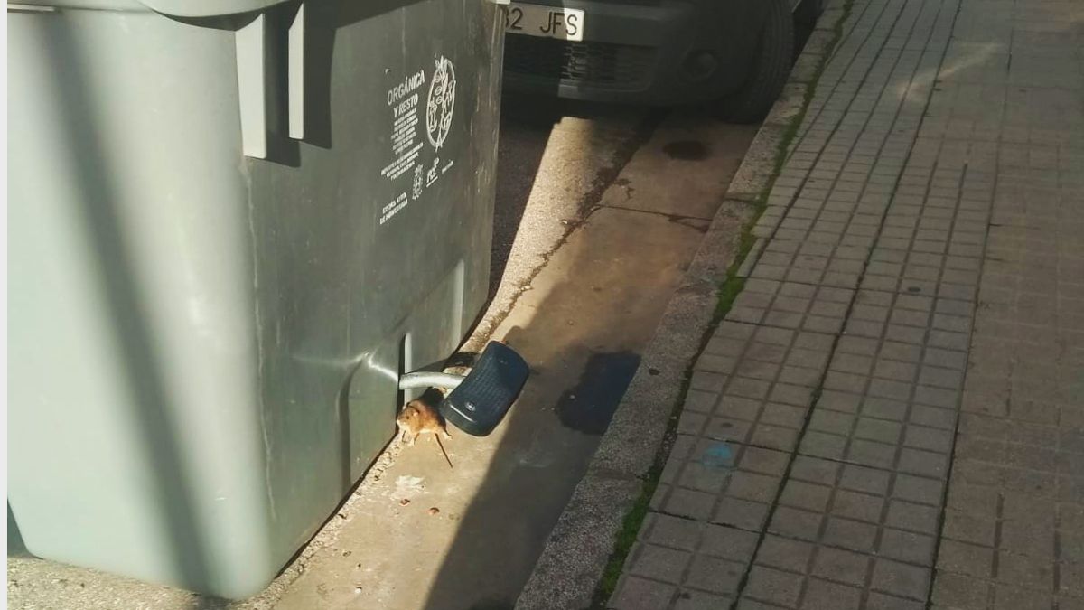 Imagen difundida por el PRB de un roedor junto a unos contenedores en la avenida de Compostilla.