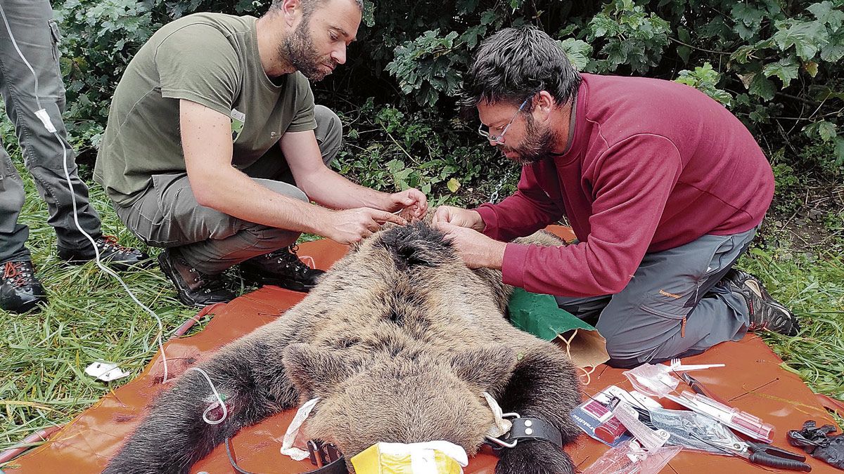 Captura y radiomarcaje de una hembra de oso pardo en la zona del Alto Sil. | JCYL