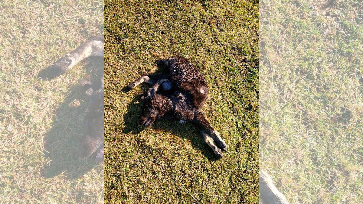 Ataque del lobo en Quintanilla de Babia. | L.N.C. Ataque del lobo en Quintanilla de Babia. | L.N.C.