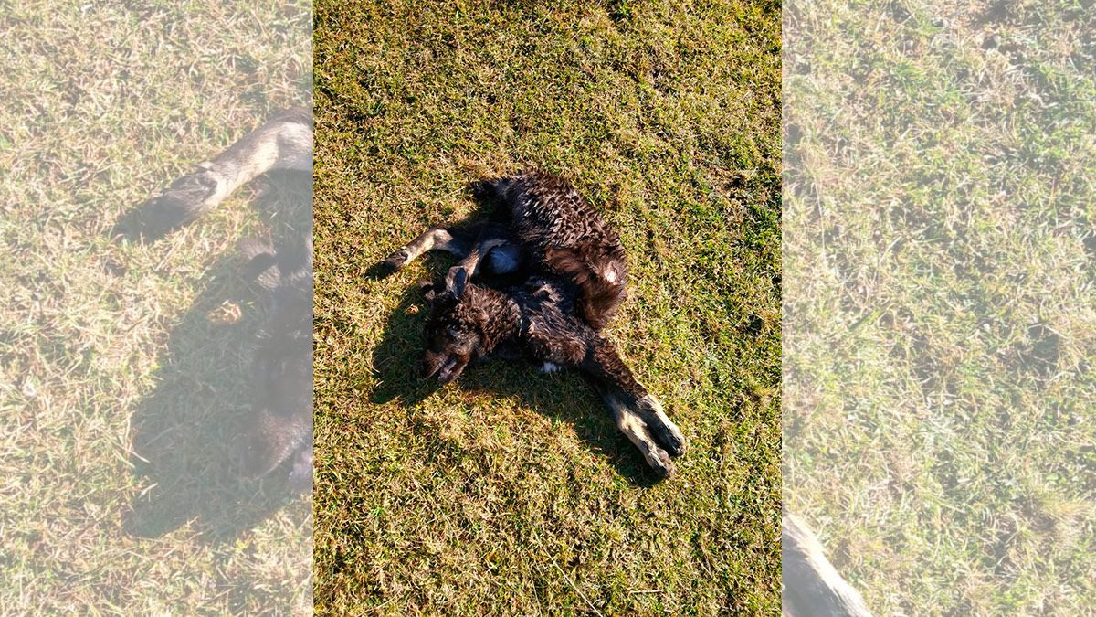 Ataque del lobo en Quintanilla de Babia. | L.N.C.