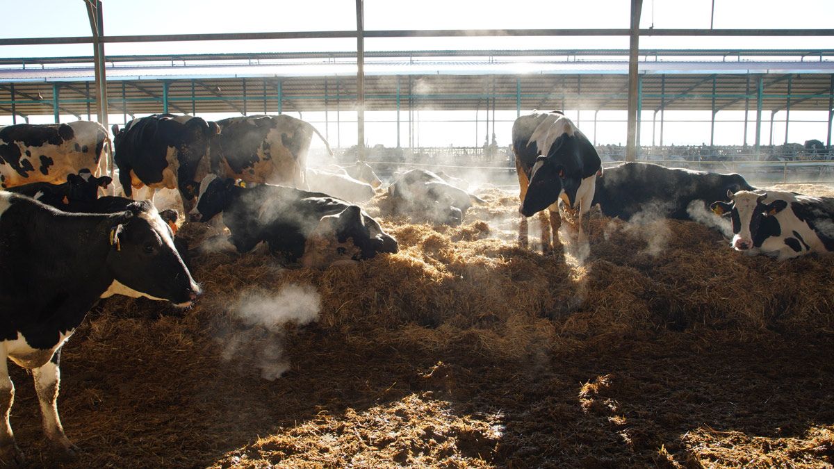 Una explotación de vacuno de leche en la comunidad en una imagen de archivo. | ICAL